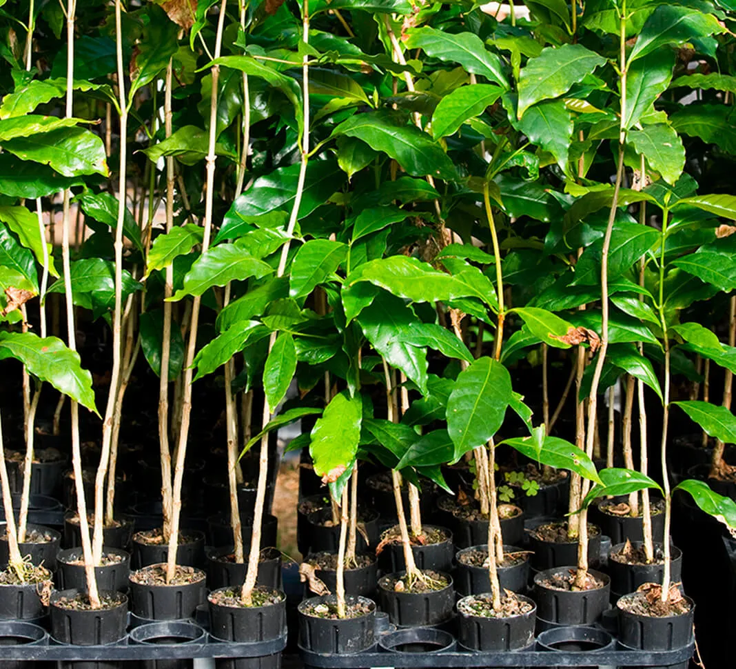 Planten die boeren helpen groeien