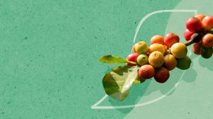 Toekomstbestendig maken van koffieplanten om klimaatverandering te weerstaan