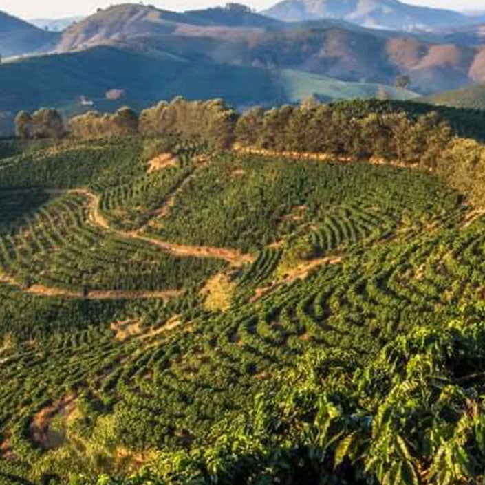 brazil-coffee-plantation-m