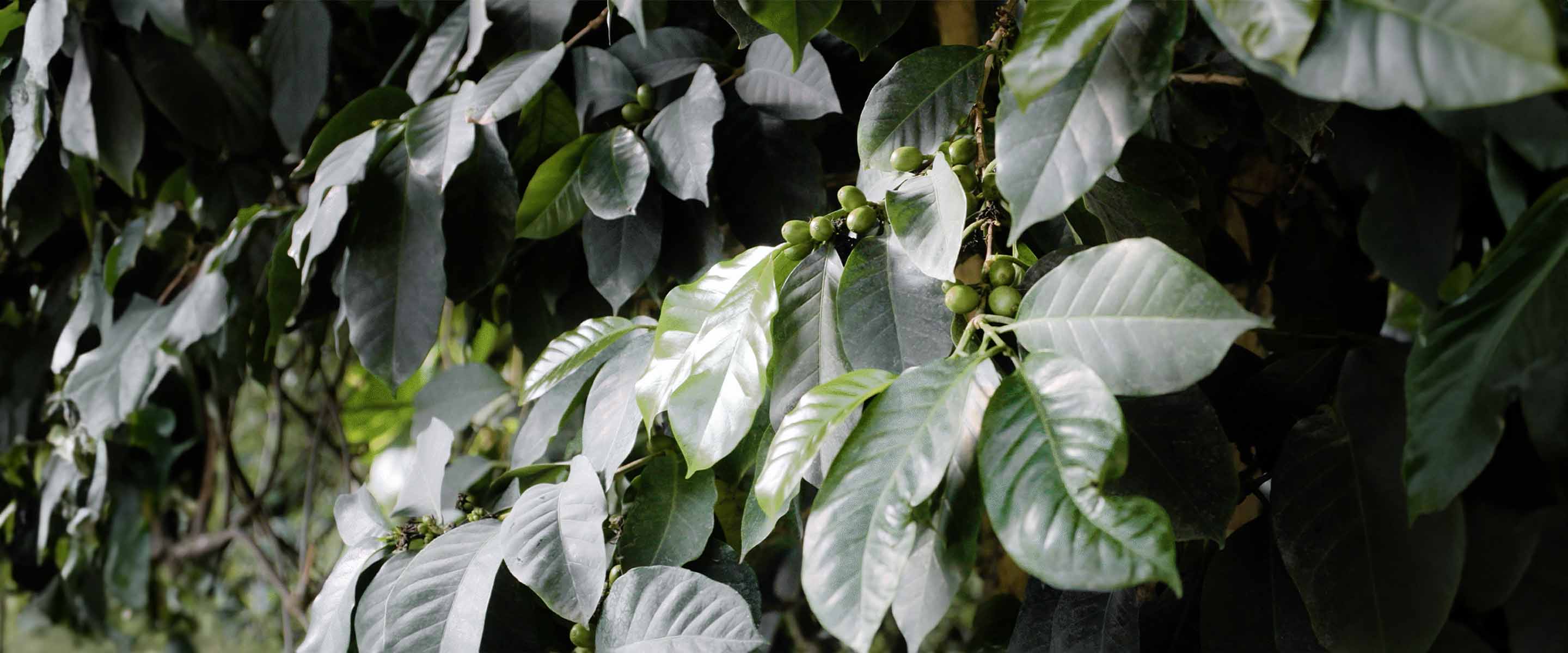 Nescafe gold blend origin