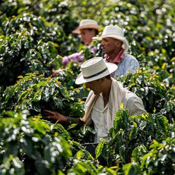 Bønder som plukker kaffekirsebær på en plantasje