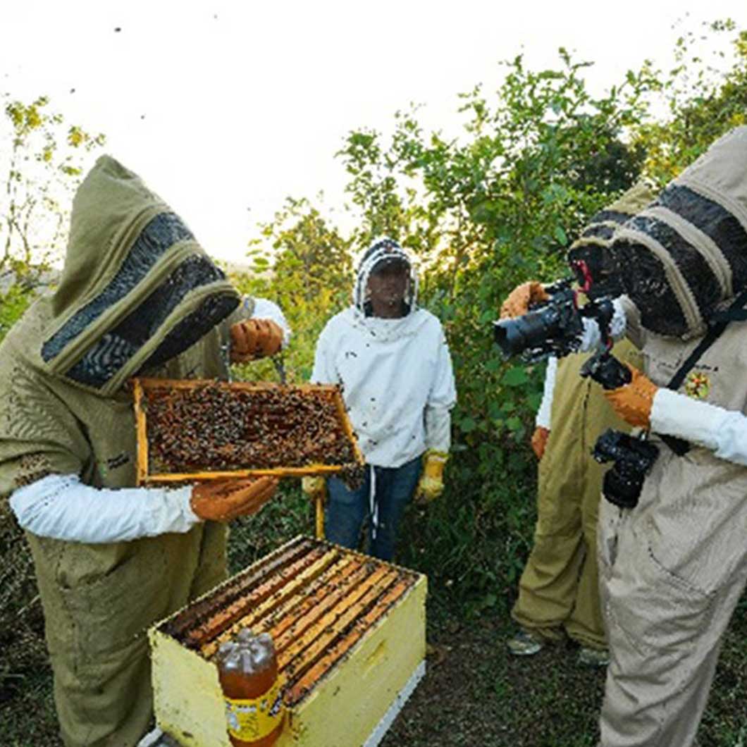Fotografering av birøkt