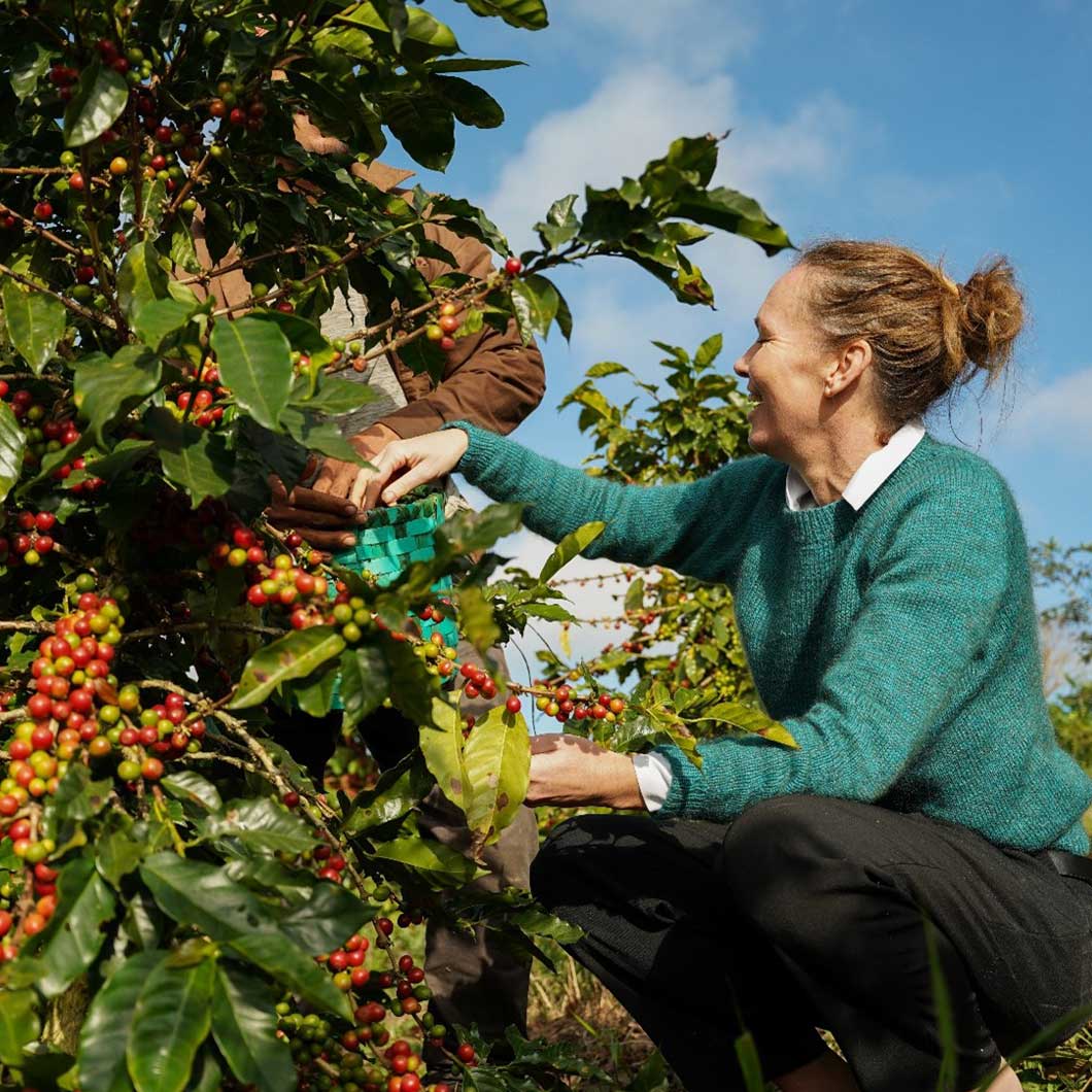 Dame som plukker kaffebær
