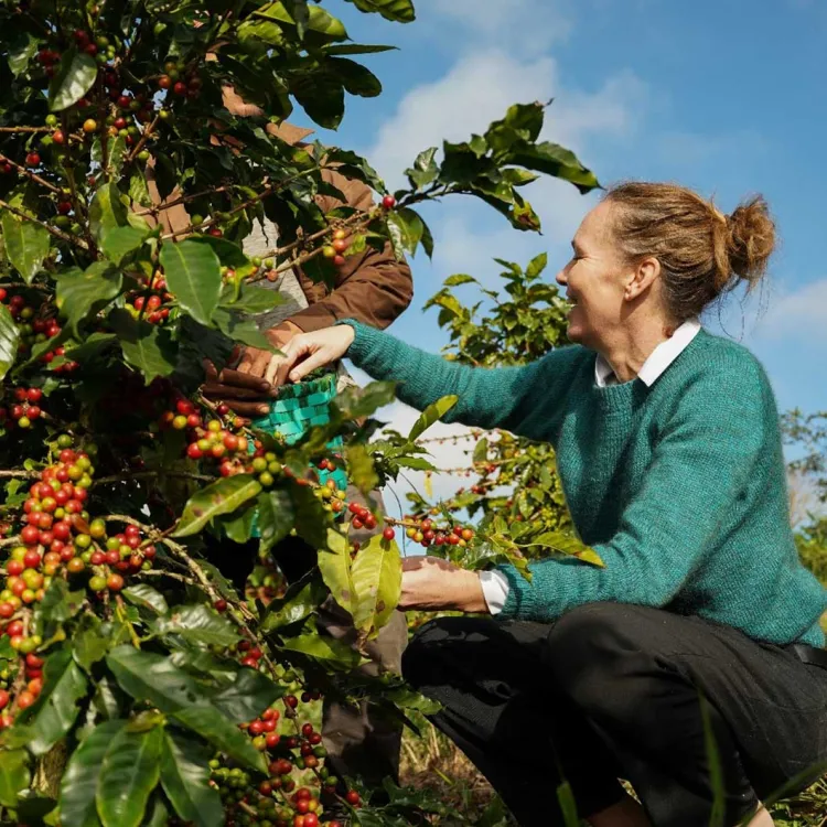 Dame som plukker kaffebær