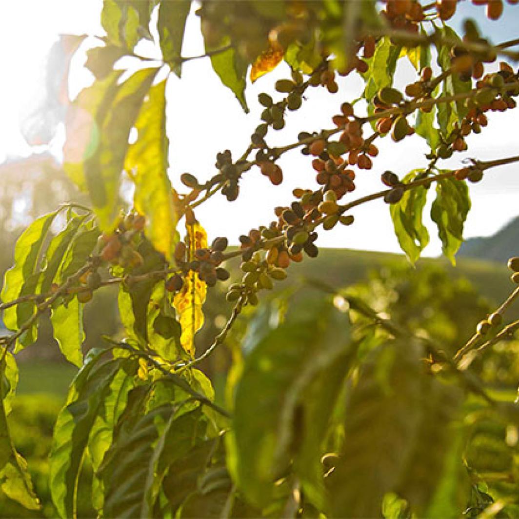 responsible sourcing