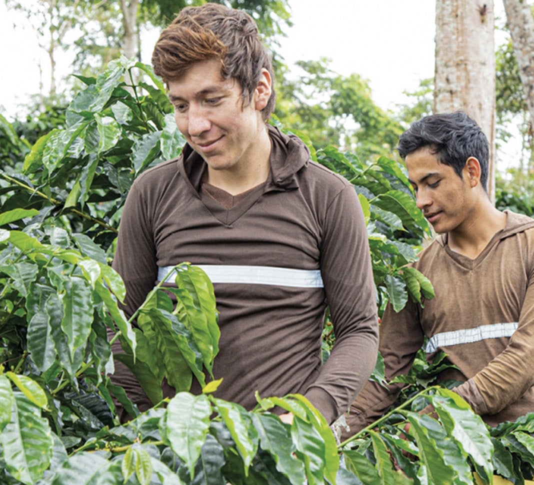 Two men in field of coffee trees