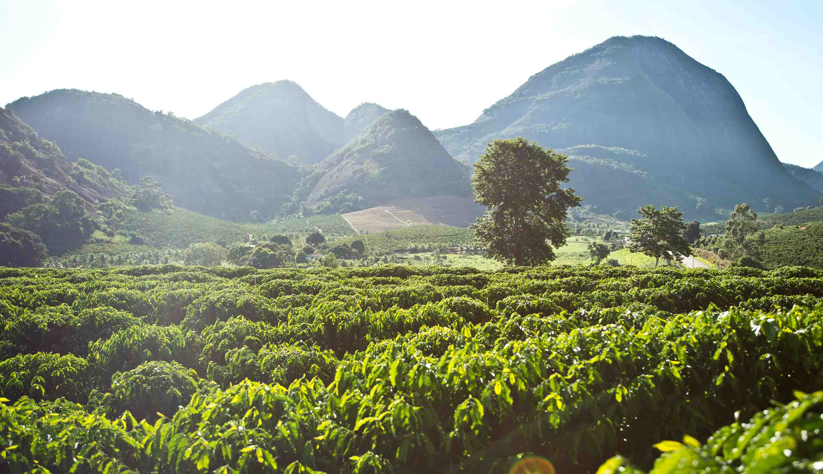 Green plantation landscape