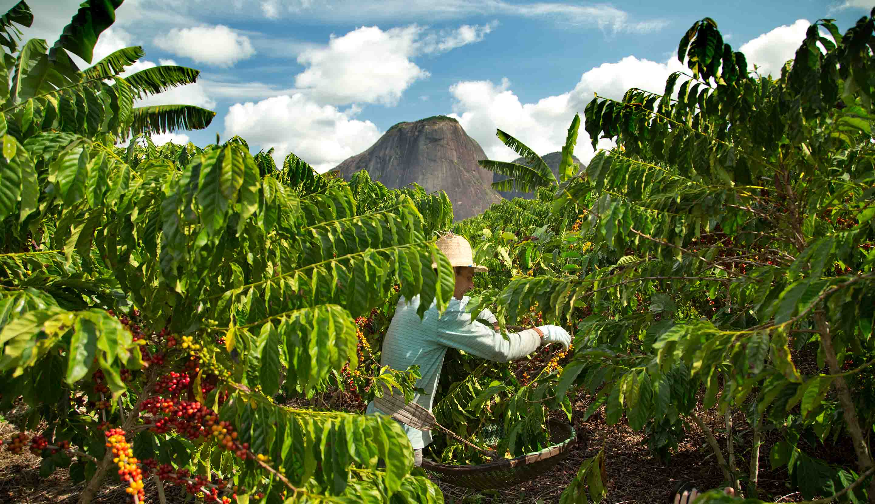 Farmer working in the plantation