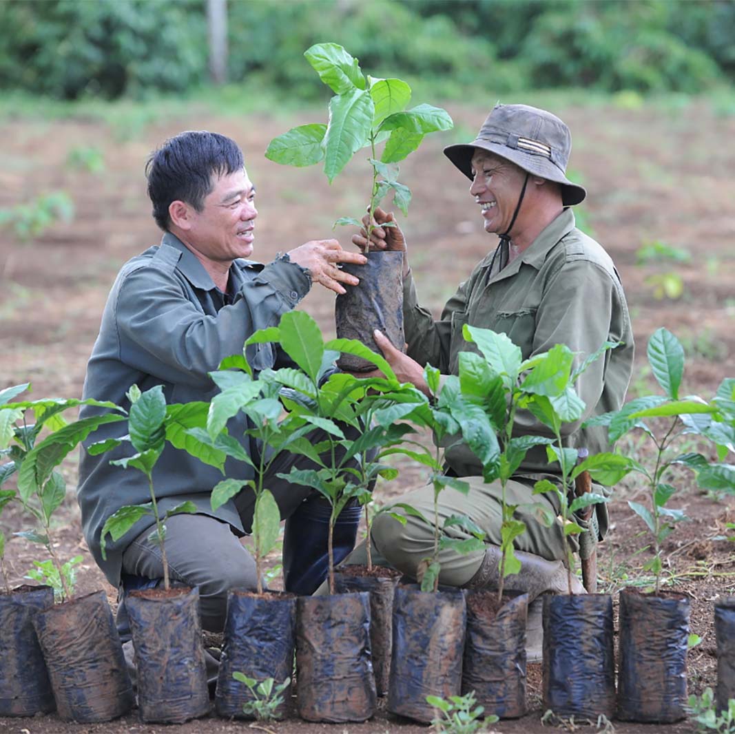 Farmers holding a coffee tree