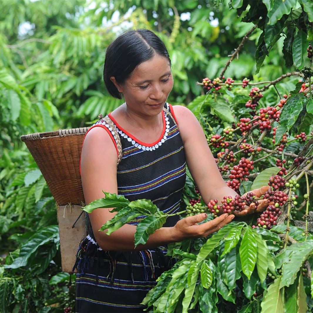 Woman picking coffee