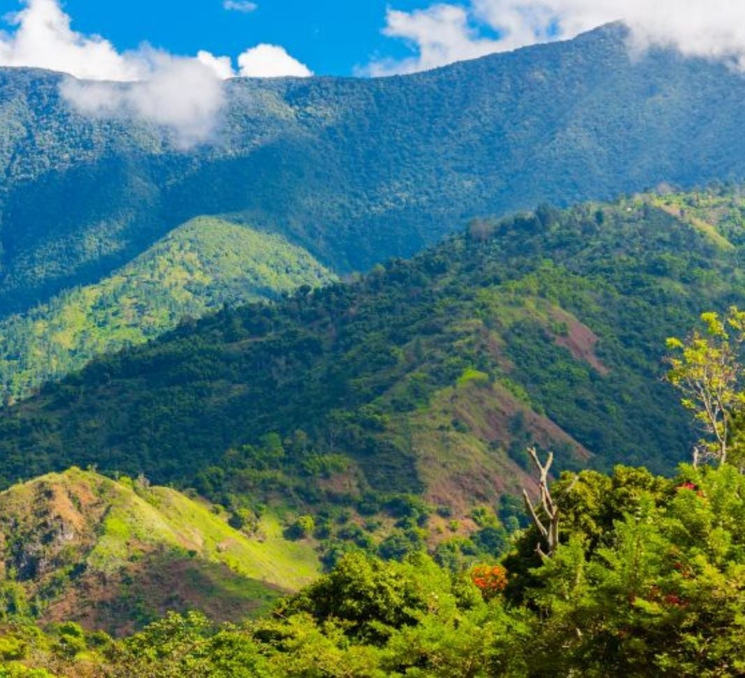 Jamaica blue mountains