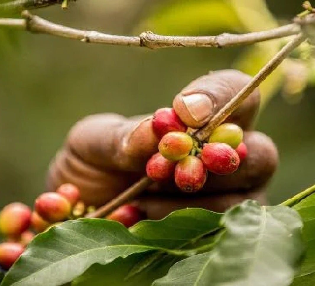 Jamaican coffee beans plant