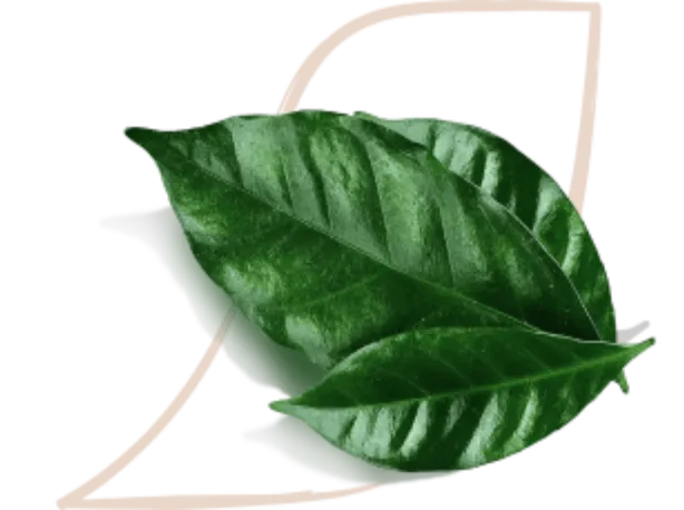 nescafé farmers origins grown respectfully