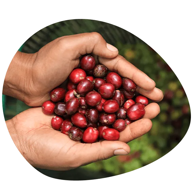 coffee farmers