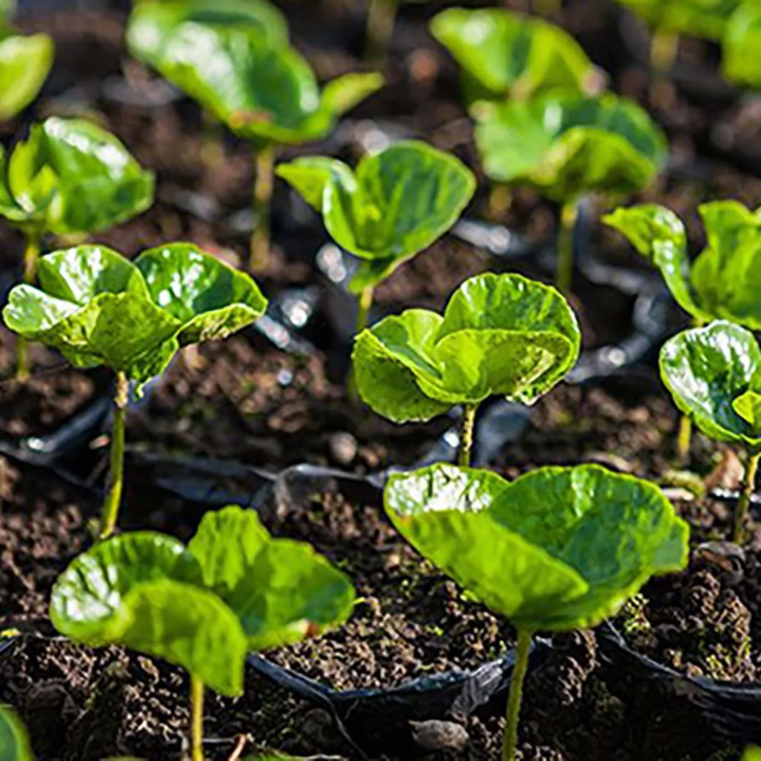 Green plants