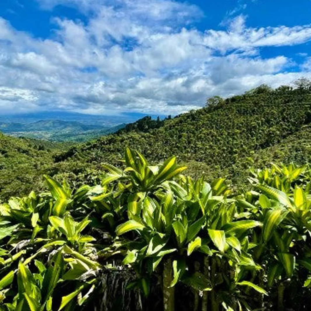 Where is coffee grown?