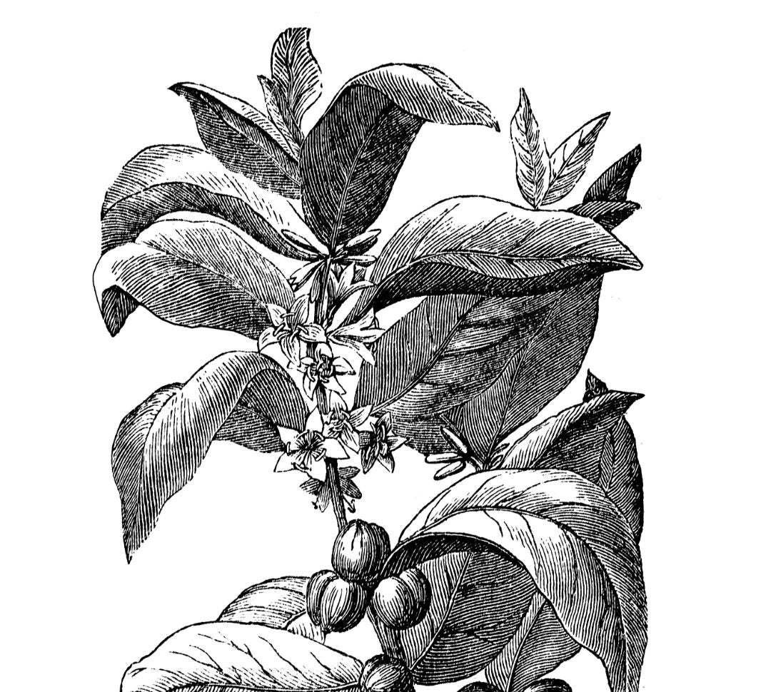 Datos sobre el café