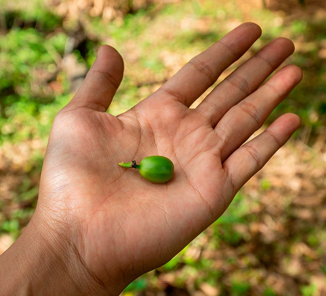 cereza verde de café