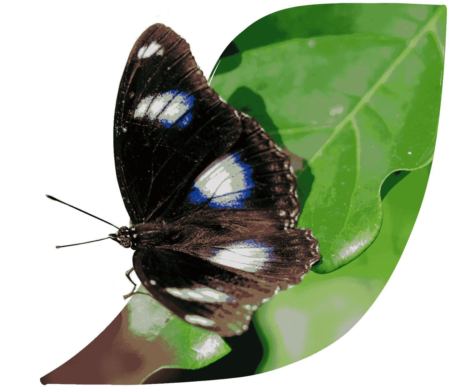 café y biodiversidad