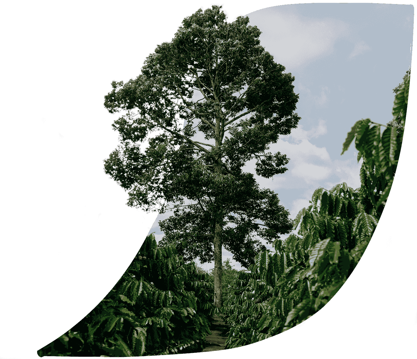 café cultivado a la sombra