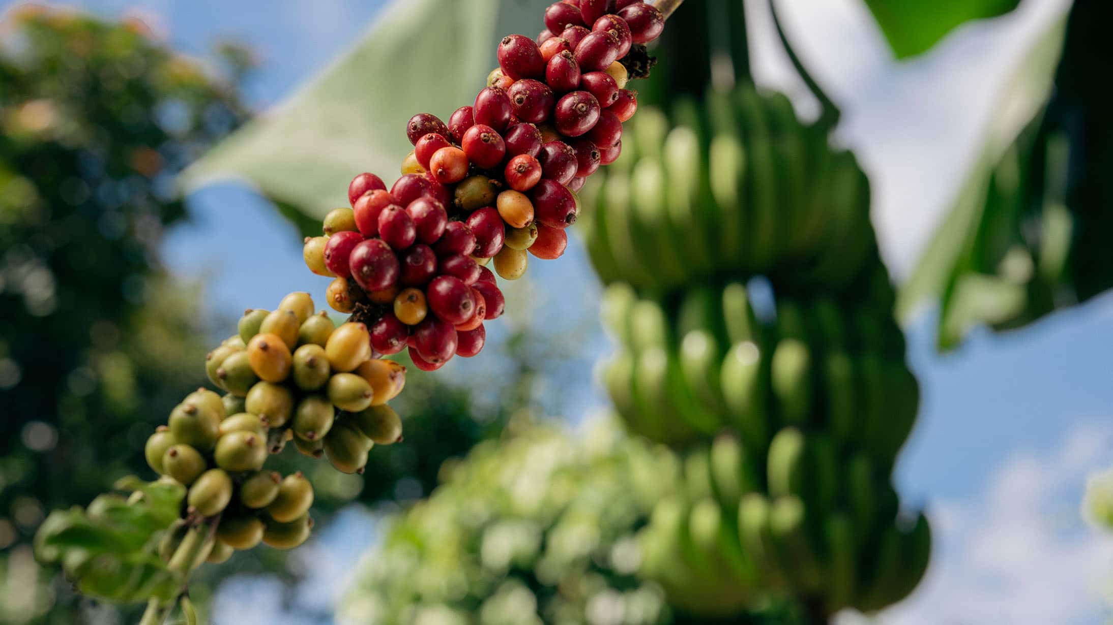 agricultura regenerativa y café