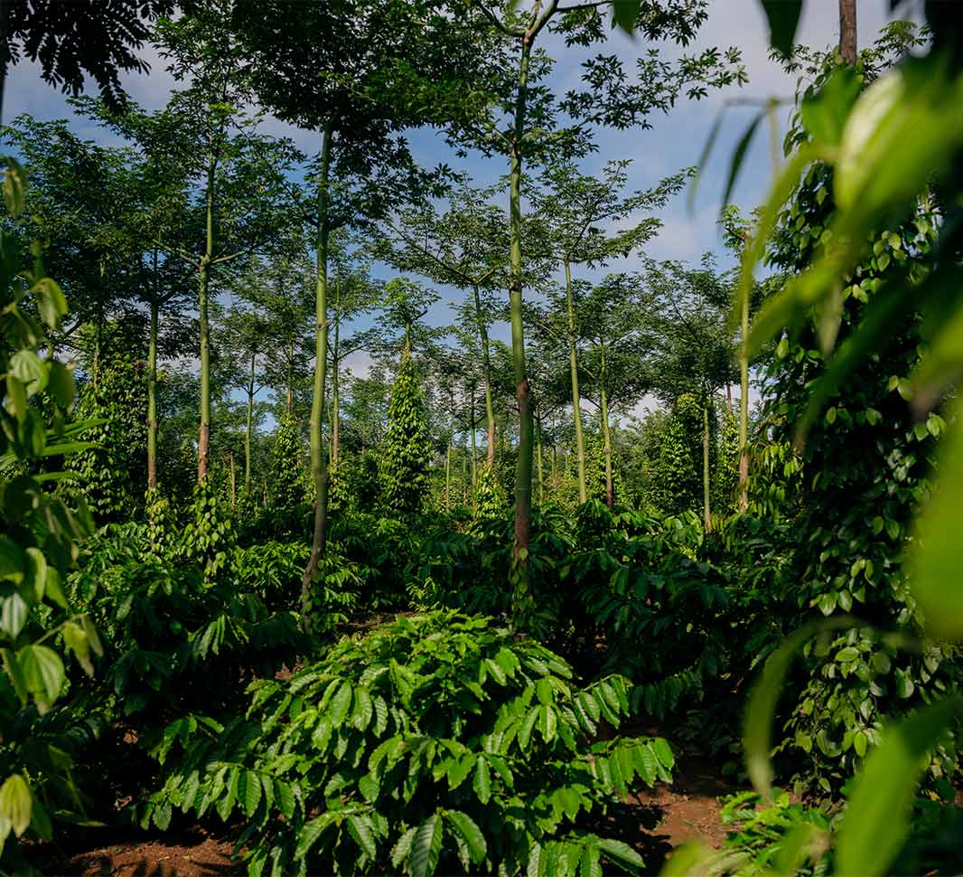 beneficios del cultivo intercalado