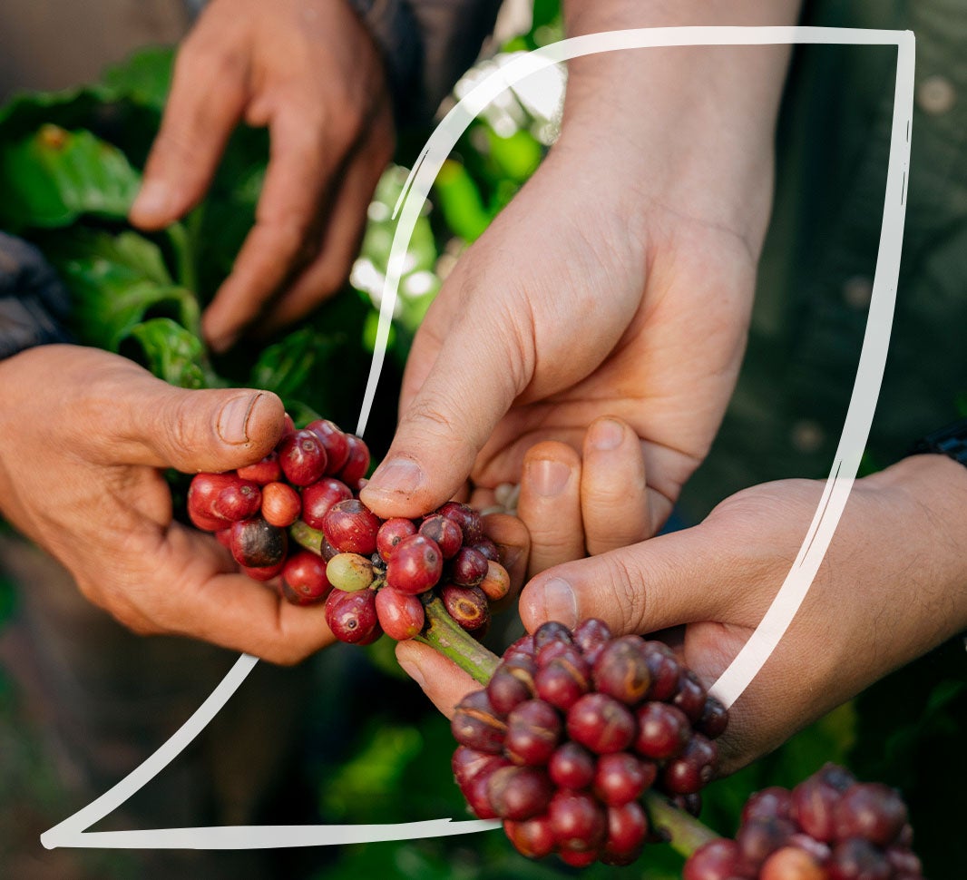 Farmer showing a coffee bean with his hand