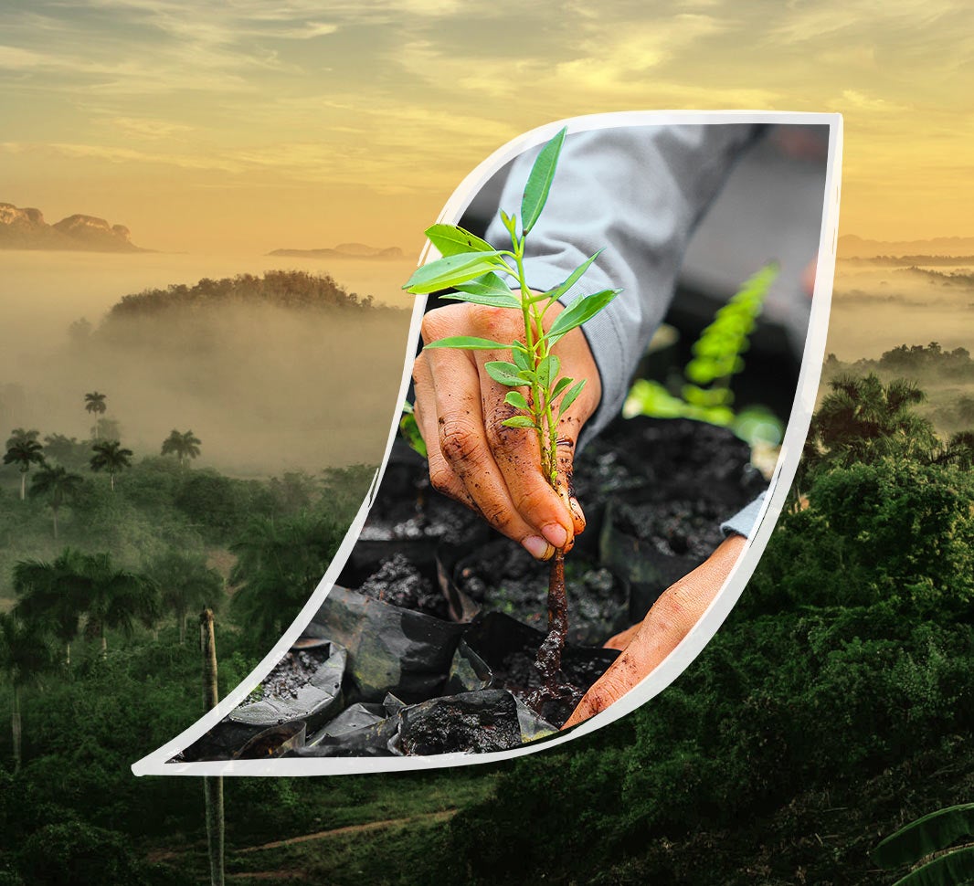 Manos plantando una planta de café