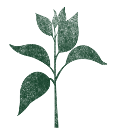 Hoja de la planta de café