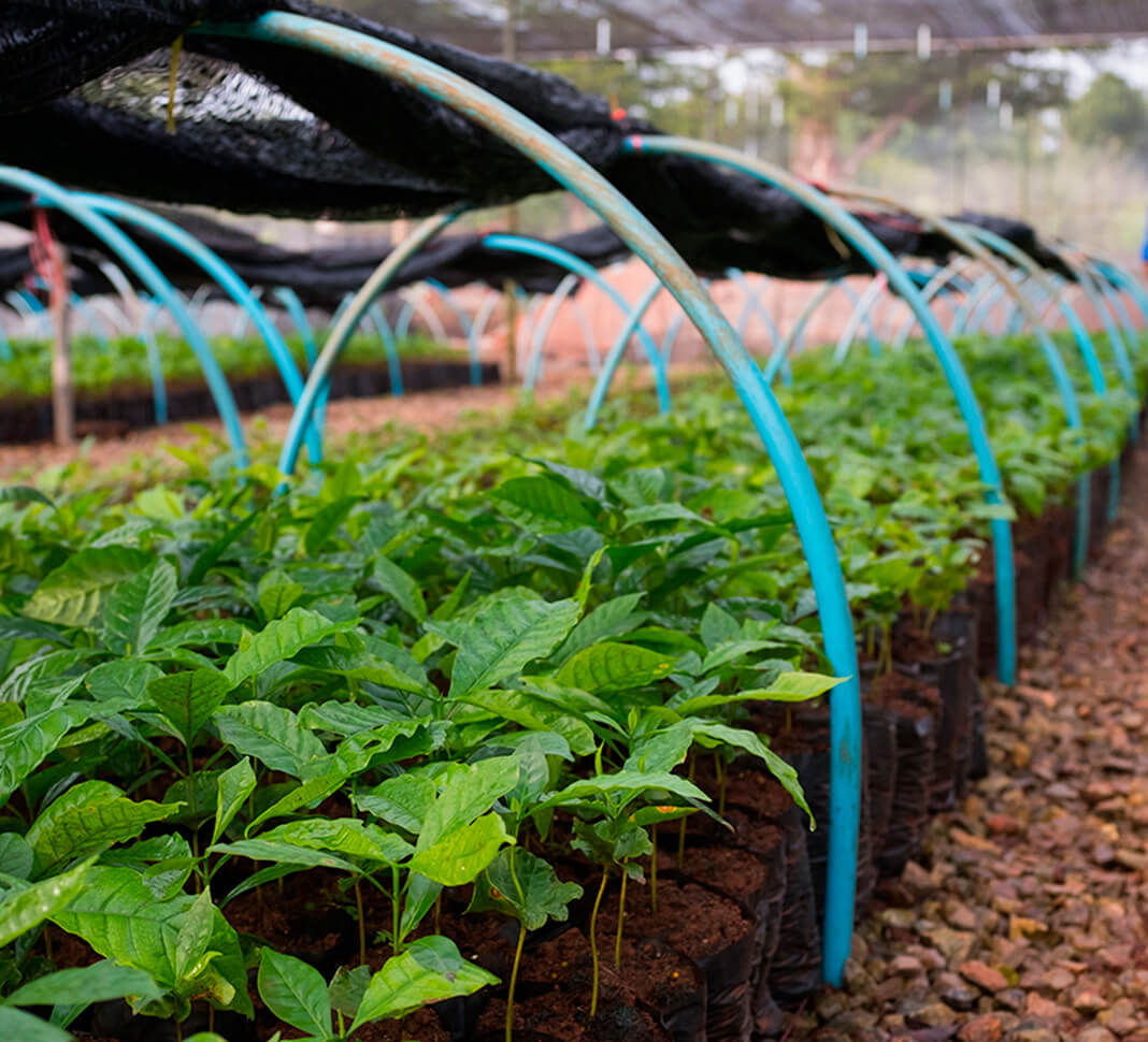 Rows of coffee plants with trees