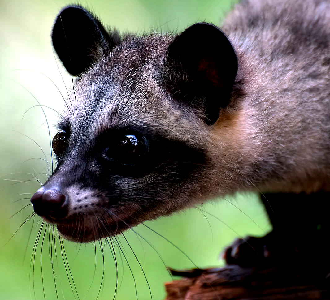 The most expensive coffee in the world costs $600 per pound