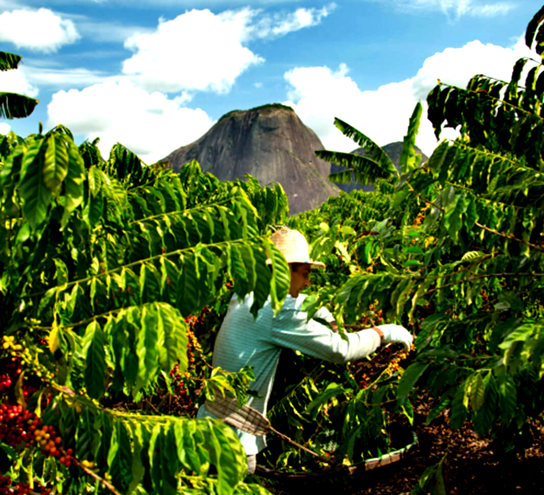 Brazil grows the most coffee in the world