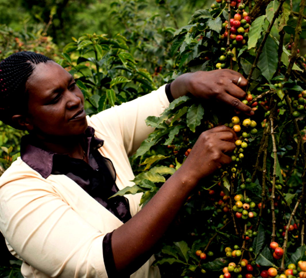  Coffee wasn’t always for drinking