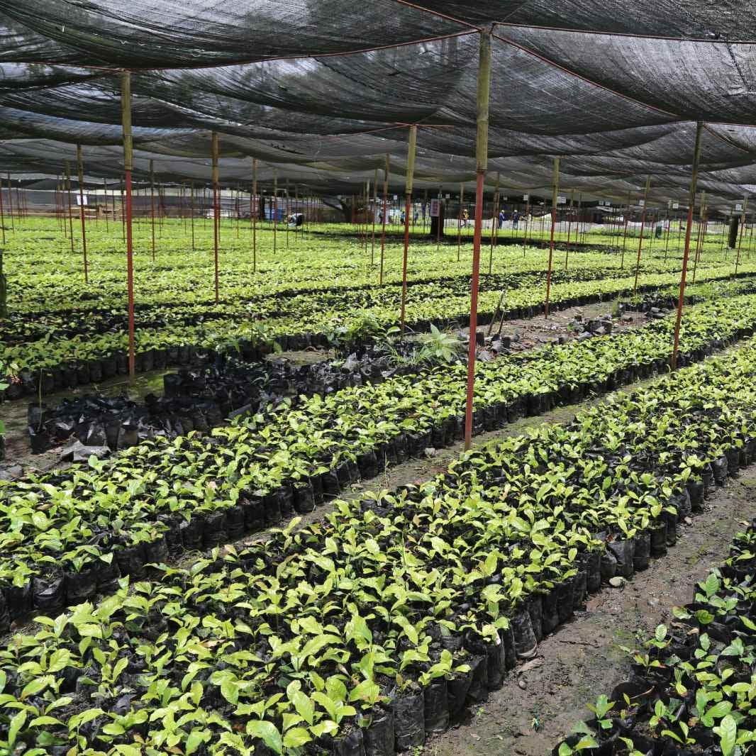 coffee farmers, coffee farming, sustainability, empowerment