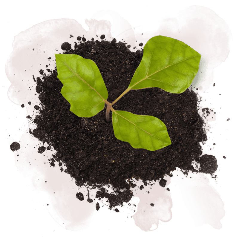 healthy soil
