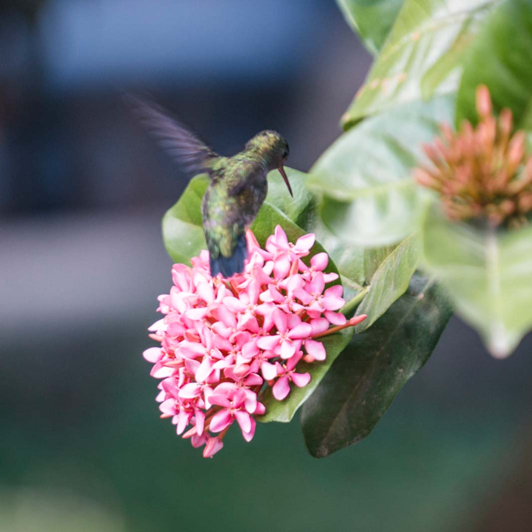 biodiversity: helping with pollination