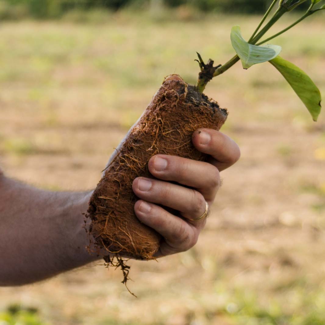 balanced and healthy soils