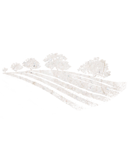 Silhouette of coffee plant field