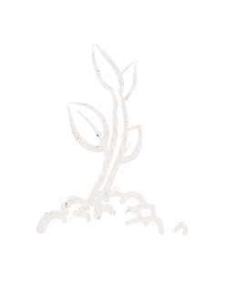 Silhouette of coffee plant