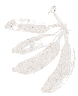 Silhouette of bananas