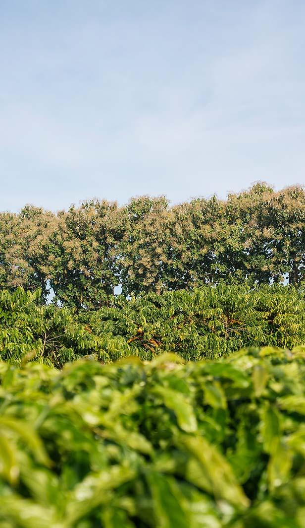 nescafé regenerative farming