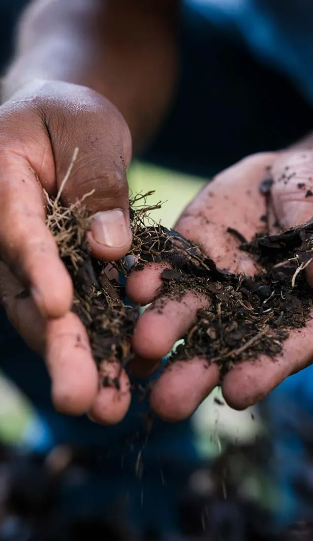 healthy coffee soils