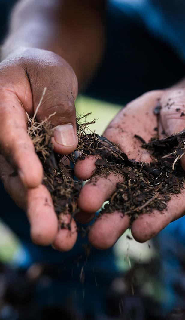 healthy coffee soils