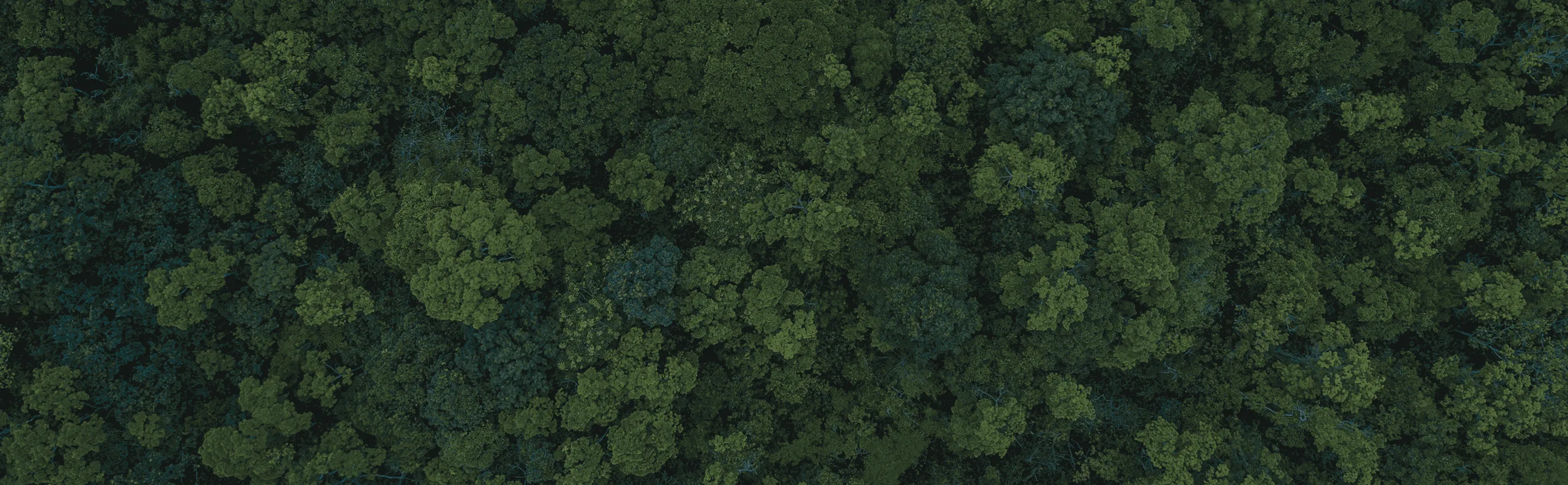 nescafé sustainability promise