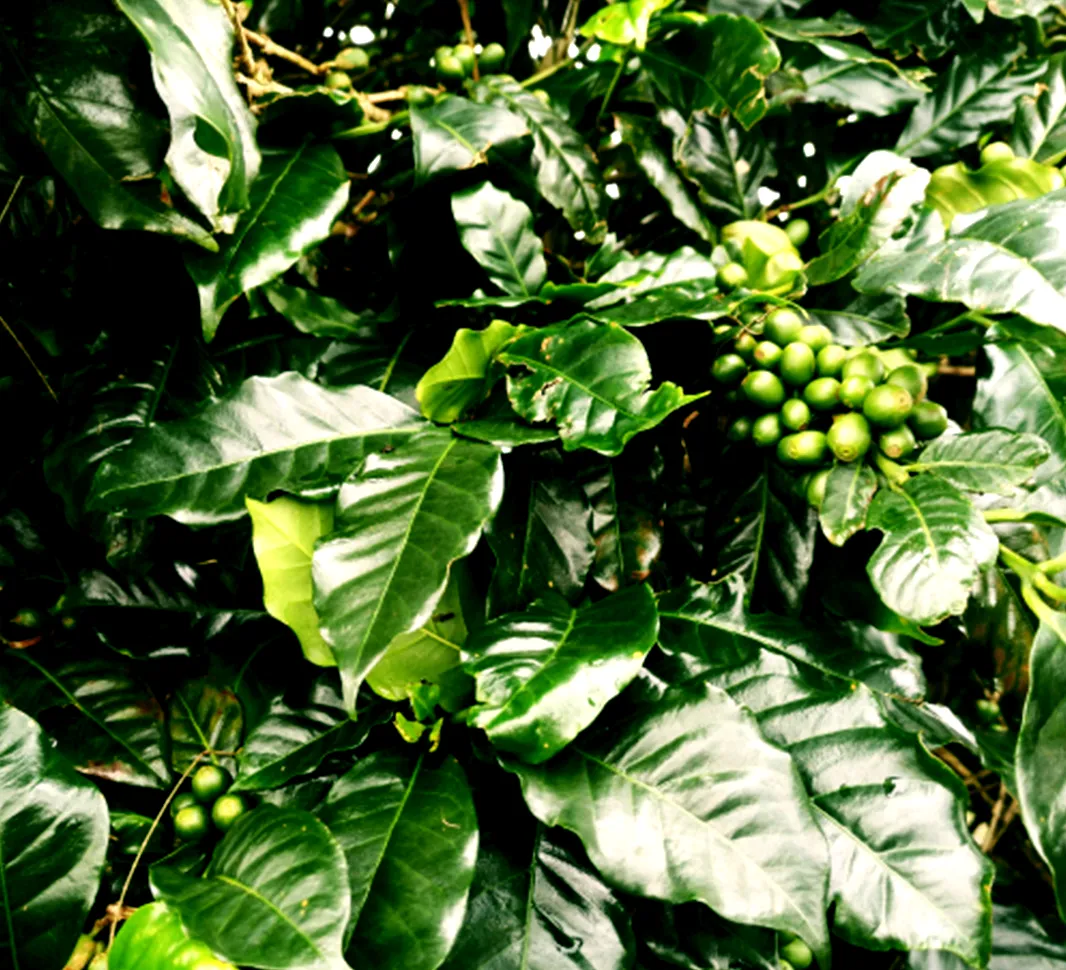 Java