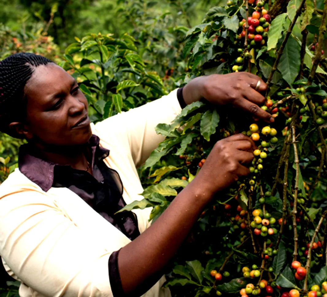 Single Origin