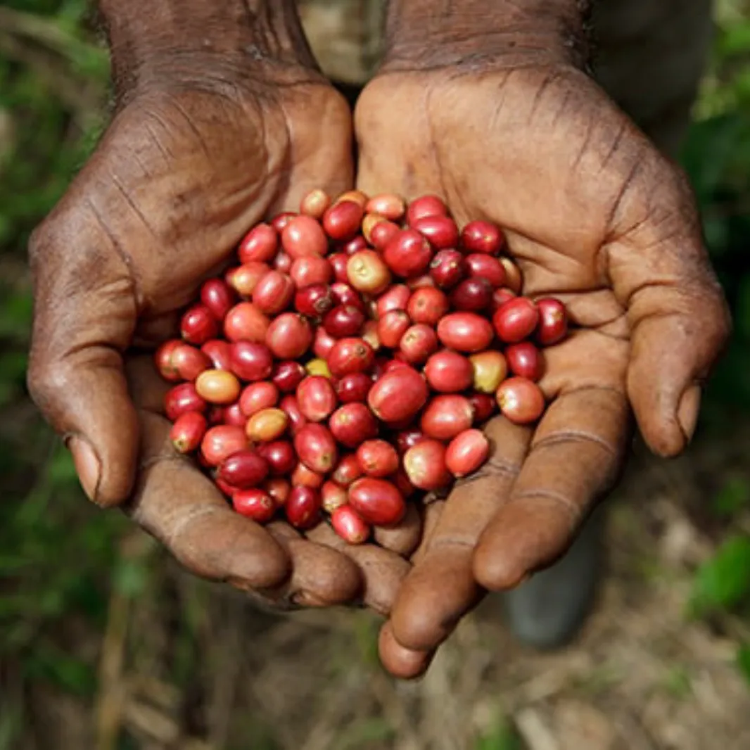coffee farming