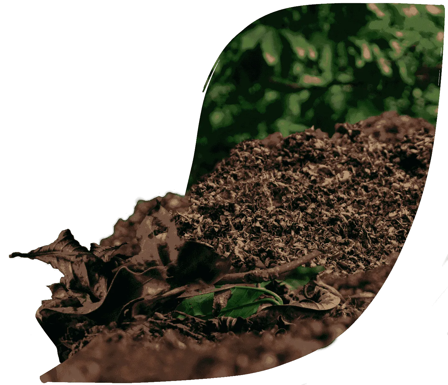 healthy soil and coffee