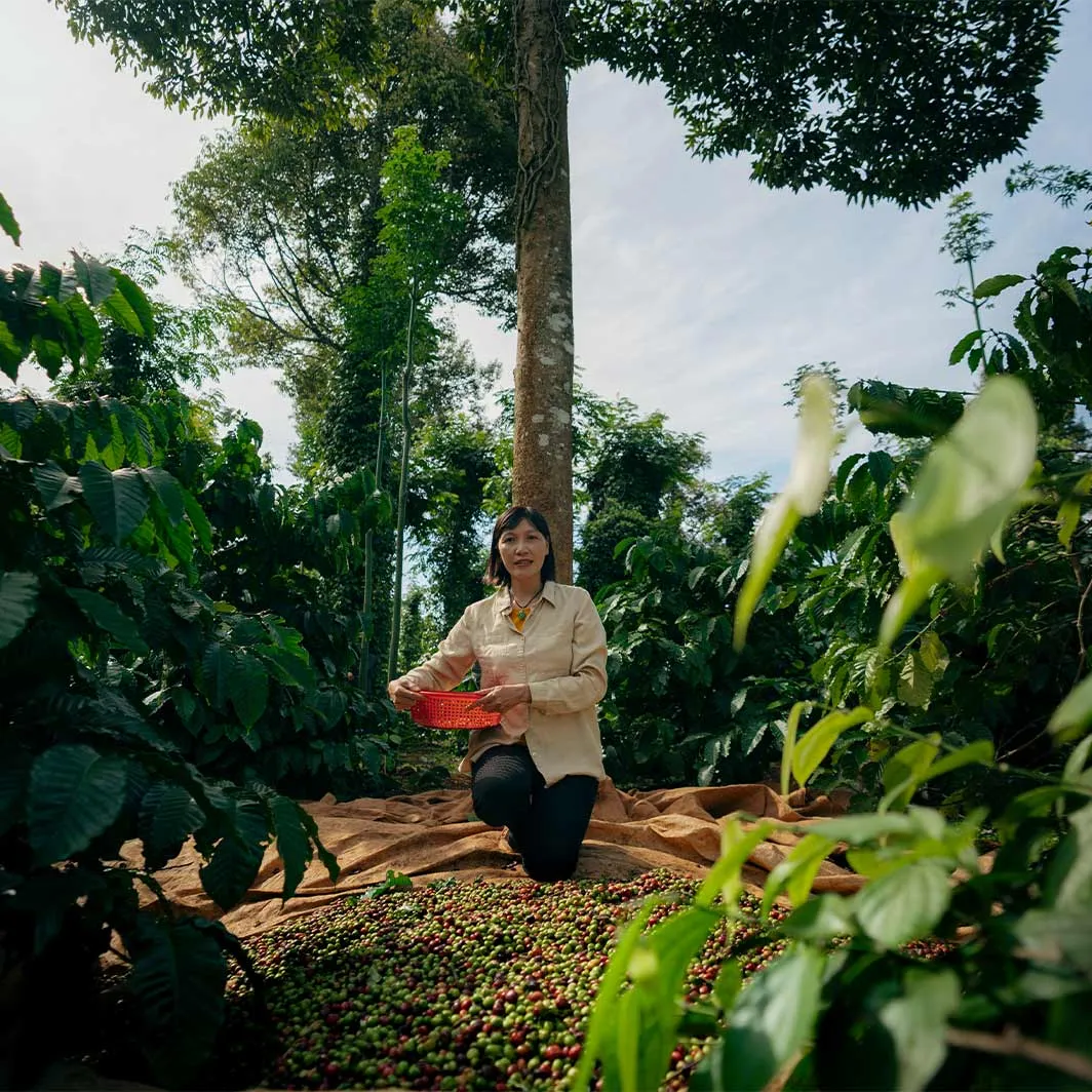 coffee picker