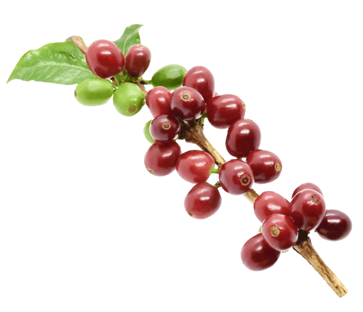 nescafé coffee farmers